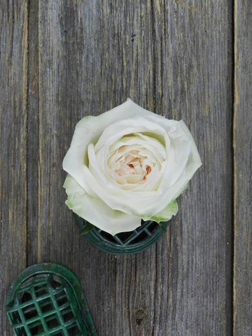 WHITE OHARA   GARDEN ROSES